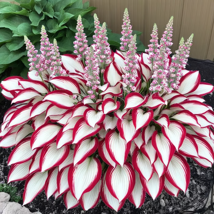 🔥LAST DAY 70% OFF🔥Premium Rare Hosta Seeds🌿Shade-Tolerant Plant