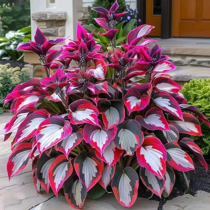 🔥LAST DAY 70% OFF🔥Premium Rare Hosta Seeds🌿Shade-Tolerant Plant